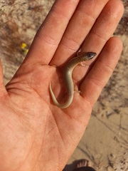 Cyclodomorphus celatus