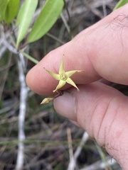 Vincetoxicum carnosum