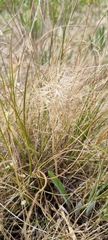 Aristida behriana