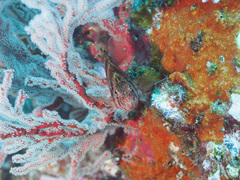 Cirrhitichthys aprinus