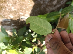 Ichnocarpus frutescens
