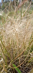 Aristida behriana