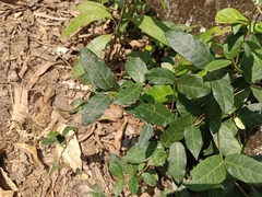 Ichnocarpus frutescens