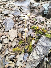 Anisotome aromatica