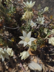 Actinotus
