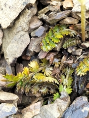 Anisotome aromatica