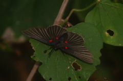 Melanis cephise
