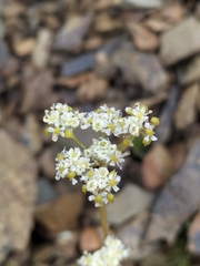 Anisotome aromatica