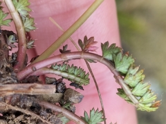 Anisotome aromatica
