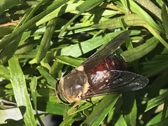 Scaptia