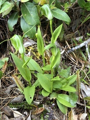 Pterostylis oliveri