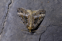 Pseudocoremia leucelaea