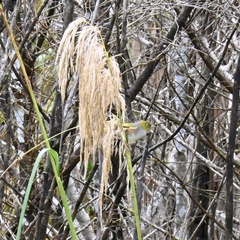 Zosterops lateralis lateralis