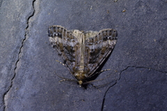 Pseudocoremia leucelaea