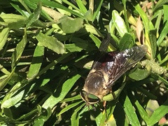 Scaptia