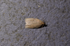 Apoctena orthropis
