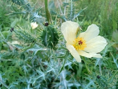 Argemone ochroleuca