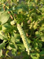 Sphenoclea zeylanica