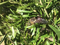 Scaptia