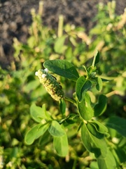 Sphenoclea zeylanica