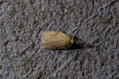Apoctena orthropis