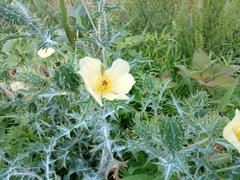 Argemone ochroleuca