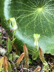 Pterostylis oliveri