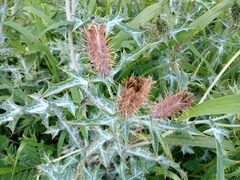 Argemone ochroleuca