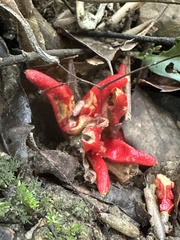 Zingiber kawagoii