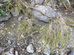 Carmichaelia australis