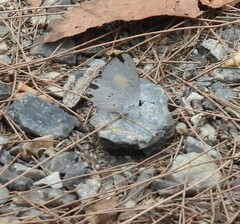 Candalides xanthospilos