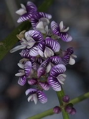 Carmichaelia australis