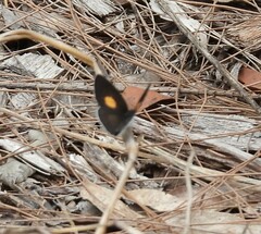 Candalides xanthospilos