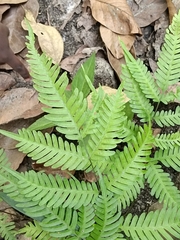 Pteris