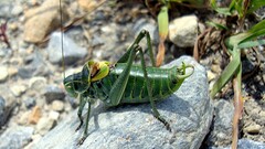 Polysarcus denticauda