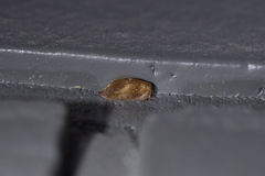 Drepanacra binocula