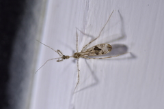 Stenolemus fraterculus