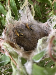 Ptilotula penicillata