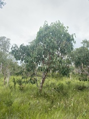 Eucalyptus bancroftii