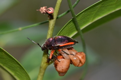 Lampromicra aerea