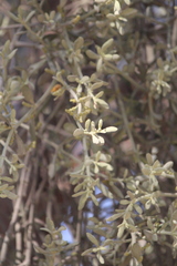 Phoradendron bolleanum