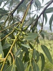 Eucalyptus bancroftii