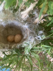 Ptilotula penicillata