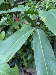 Alpinia