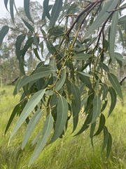 Eucalyptus bancroftii