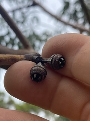 Eucalyptus bancroftii
