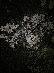 Hemibelideus lemuroides