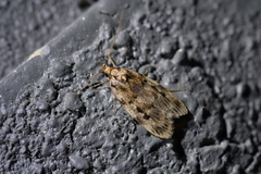 Barea exarcha