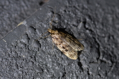 Barea exarcha