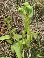 Pterostylis oliveri
